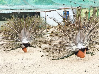Erkek tavus kuşları, kapalı, kumlu ve ağlı bir alanda dişi bir Peahen 'i cezbetmek için canlı tüylerini sergiler. 