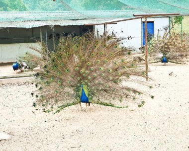Erkek tavus kuşları, kapalı, kumlu ve ağlı bir alanda dişi bir Peahen 'i cezbetmek için canlı tüylerini sergiler. 
