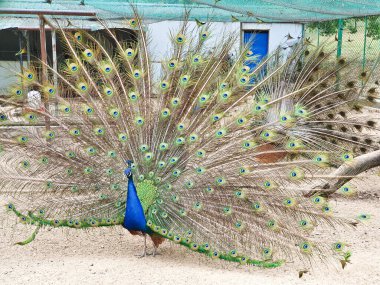 Erkek tavus kuşları, kapalı, kumlu ve ağlı bir alanda dişi bir Peahen 'i cezbetmek için canlı tüylerini sergiler. 