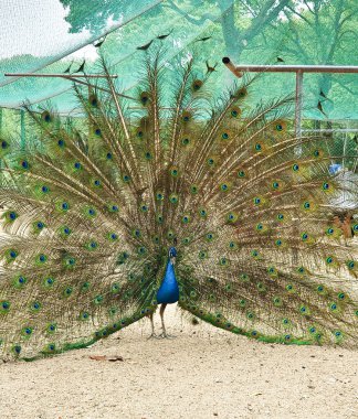Erkek tavus kuşları, kapalı, kumlu ve ağlı bir alanda dişi bir Peahen 'i cezbetmek için canlı tüylerini sergiler. 