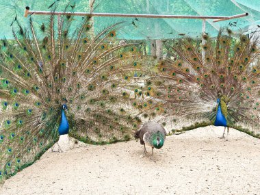 Erkek tavus kuşları, kapalı, kumlu ve ağlı bir alanda dişi bir Peahen 'i cezbetmek için canlı tüylerini sergiler. 