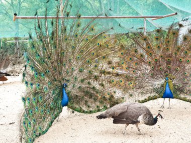 Erkek tavus kuşları, kapalı, kumlu ve ağlı bir alanda dişi bir Peahen 'i cezbetmek için canlı tüylerini sergiler. 