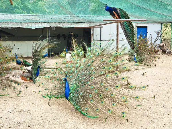 Erkek tavus kuşları, kapalı, kumlu ve ağlı bir alanda dişi bir Peahen 'i cezbetmek için canlı tüylerini sergiler. 