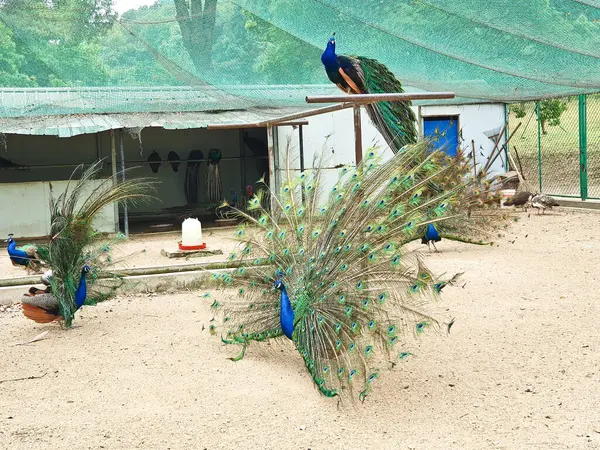 Erkek tavus kuşları, kapalı, kumlu ve ağlı bir alanda dişi bir Peahen 'i cezbetmek için canlı tüylerini sergiler. 