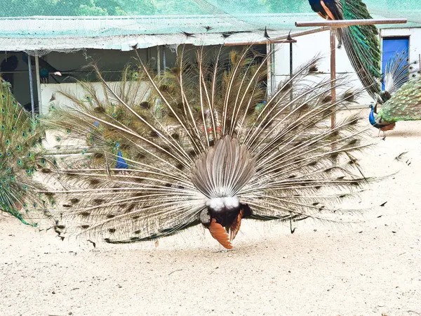 Erkek tavus kuşları, kapalı, kumlu ve ağlı bir alanda dişi bir Peahen 'i cezbetmek için canlı tüylerini sergiler. 