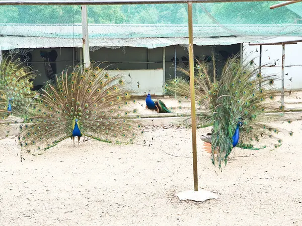 Erkek tavus kuşları, kapalı, kumlu ve ağlı bir alanda dişi bir Peahen 'i cezbetmek için canlı tüylerini sergiler. 
