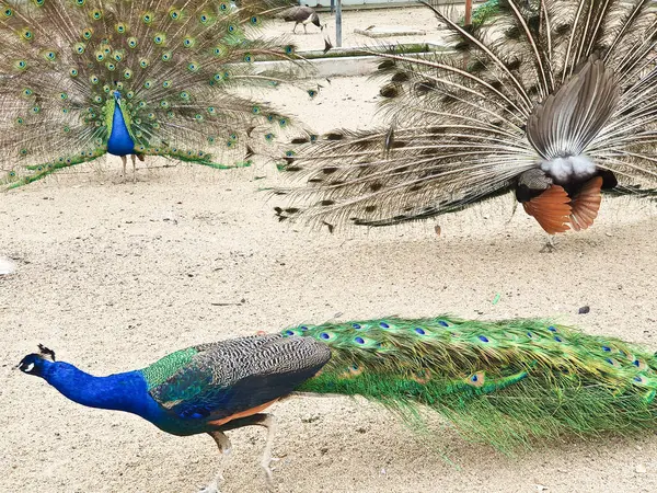 Erkek tavus kuşları, kapalı, kumlu ve ağlı bir alanda dişi bir Peahen 'i cezbetmek için canlı tüylerini sergiler. 
