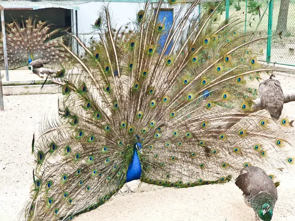 Erkek tavus kuşları, kapalı, kumlu ve ağlı bir alanda dişi bir Peahen 'i cezbetmek için canlı tüylerini sergiler. 