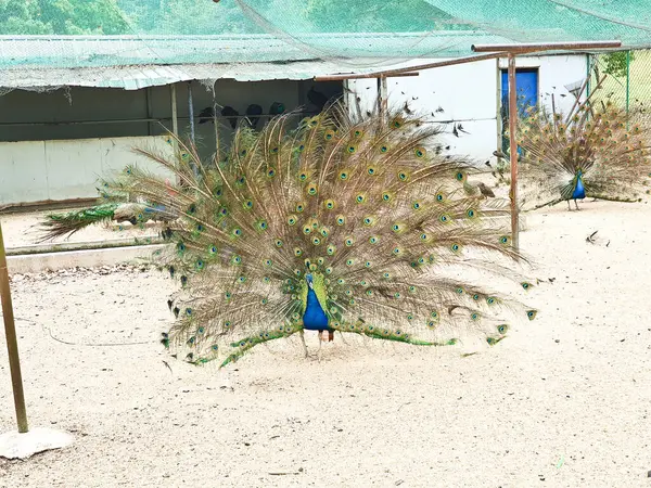 Erkek tavus kuşları, kapalı, kumlu ve ağlı bir alanda dişi bir Peahen 'i cezbetmek için canlı tüylerini sergiler. 