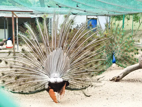 Erkek tavus kuşları, kapalı, kumlu ve ağlı bir alanda dişi bir Peahen 'i cezbetmek için canlı tüylerini sergiler. 
