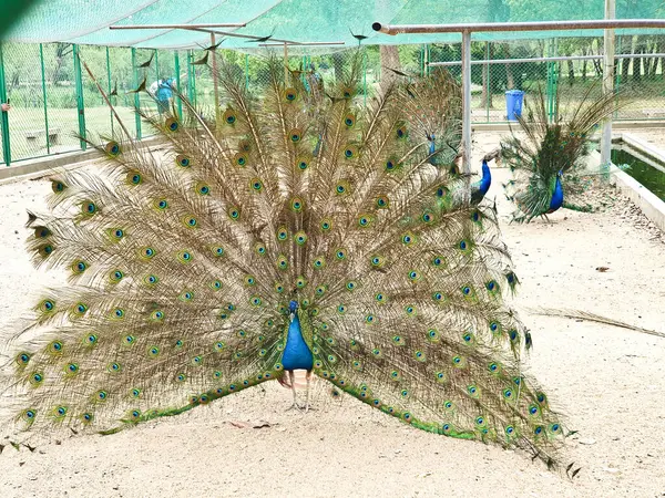 Erkek tavus kuşları, kapalı, kumlu ve ağlı bir alanda dişi bir Peahen 'i cezbetmek için canlı tüylerini sergiler. 
