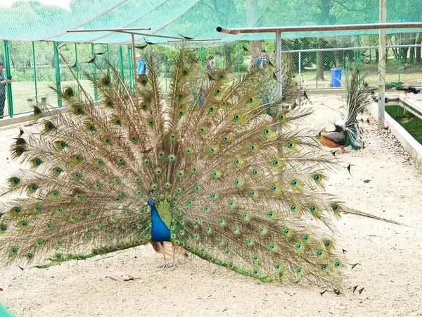 Erkek tavus kuşları, kapalı, kumlu ve ağlı bir alanda dişi bir Peahen 'i cezbetmek için canlı tüylerini sergiler. 