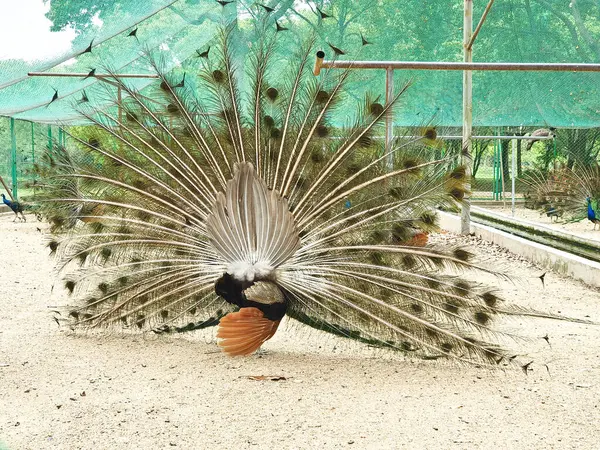 Erkek tavus kuşları, kapalı, kumlu ve ağlı bir alanda dişi bir Peahen 'i cezbetmek için canlı tüylerini sergiler. 