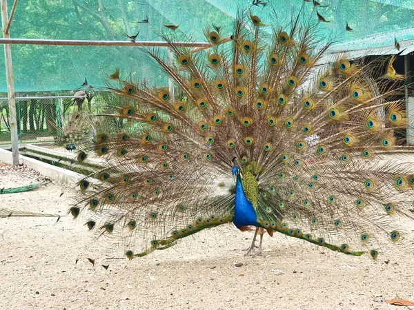 Erkek tavus kuşları, kapalı, kumlu ve ağlı bir alanda dişi bir Peahen 'i cezbetmek için canlı tüylerini sergiler. 
