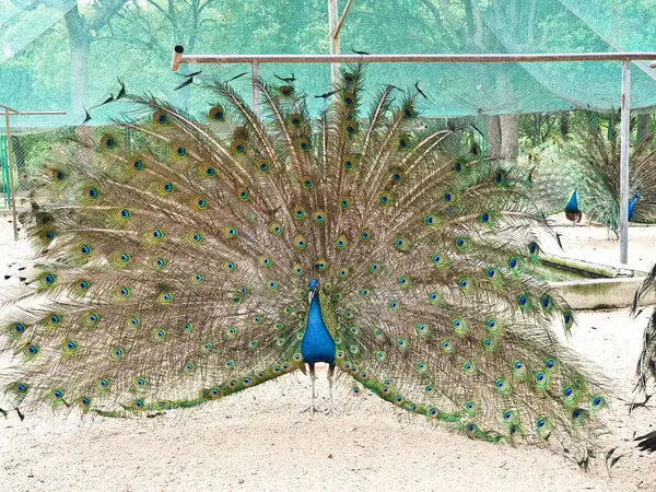 Erkek tavus kuşları, kapalı, kumlu ve ağlı bir alanda dişi bir Peahen 'i cezbetmek için canlı tüylerini sergiler. 