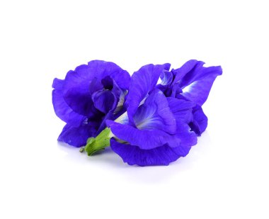 Kelebek Bezelyesi beyaz arkaplanda izole