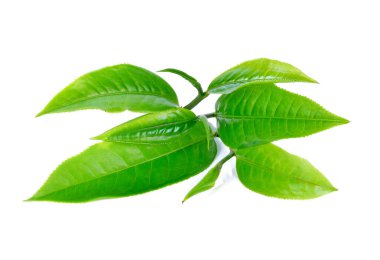 beyaz zemin üzerine taze yeşil çay yaprağı