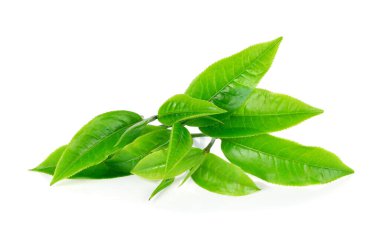 Beyaz arkaplanda yeşil çay yaprağı izole