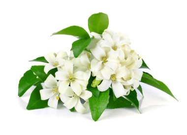 Beyaz çiçek, turuncu Yasemin (Murraya paniculata) veya Çin kutusunu ağaç, Andaman Satinwood
