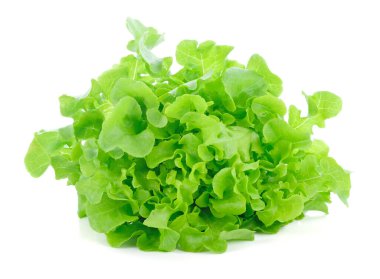 Green oak lettuce on white background clipart