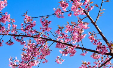Yabani Himalaya kiraz (Prunus cerasoides) (Sakura Tayland )
