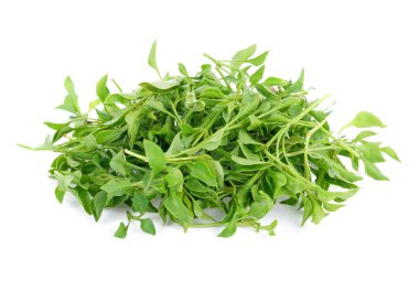 Taze su teresi beyaz arkaplanda izole edildi