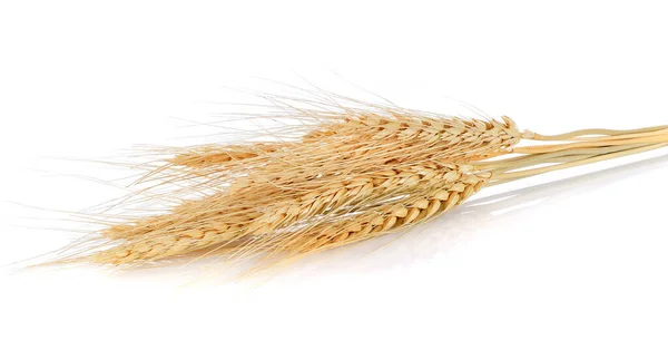 Ear Barley White Background Stock Picture