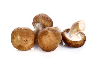 Shiitake mantarı beyaz arkaplanda izole edilmiş.