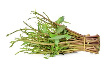 Su ıspanağı, Sabah Şanı beyaz arka planda