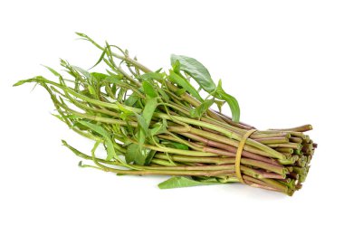 Su ıspanağı, Sabah Şanı beyaz arka planda