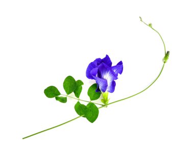 Beyaz arka planda kelebek bezelyesi çiçeği. en üstteki görünüm