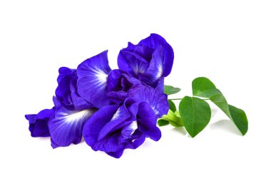 Beyaz arka planda kelebek bezelyesi çiçeği