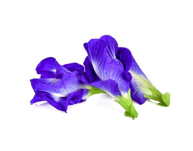 Beyaz arka planda kelebek bezelyesi çiçeği