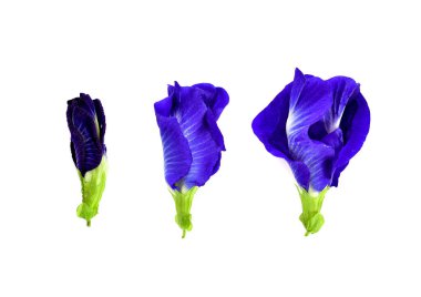 Beyaz arka planda kelebek bezelyesi çiçeği. en üstteki görünüm