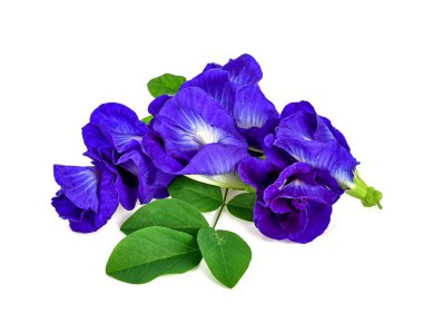 Beyaz arka planda kelebek bezelyesi çiçeği