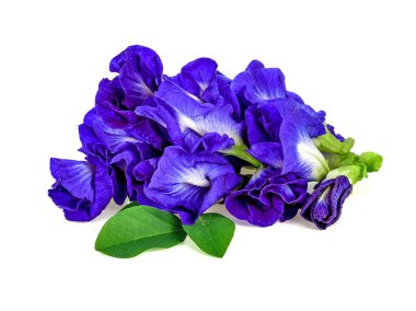 Beyaz arka planda kelebek bezelyesi çiçeği