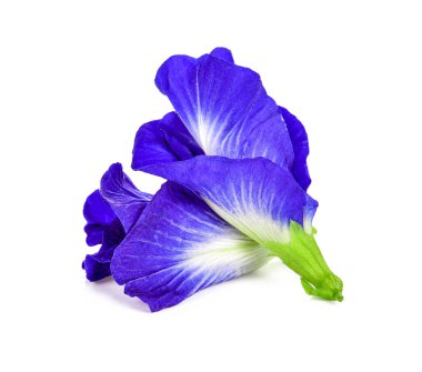 Beyaz arka planda kelebek bezelyesi çiçeği.