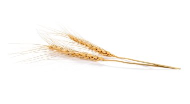 Beyaz arka planda arpa kulağı