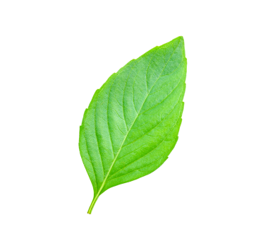 Fesleğen şeffaf png bırakır.