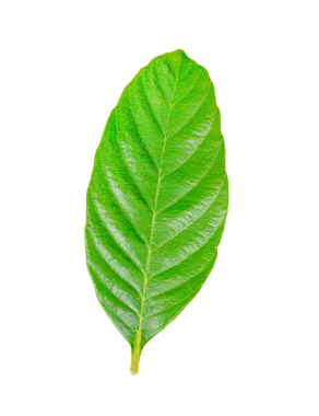 Taze yeşil yapraklar şeffaf png