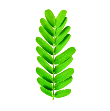 Demirhindi yaprağı şeffaf png