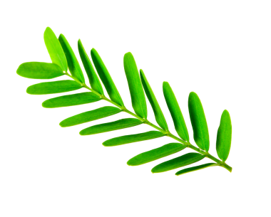 Demirhindi yaprağı şeffaf png