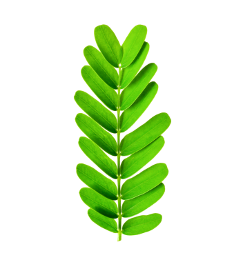 Demirhindi yaprağı şeffaf png