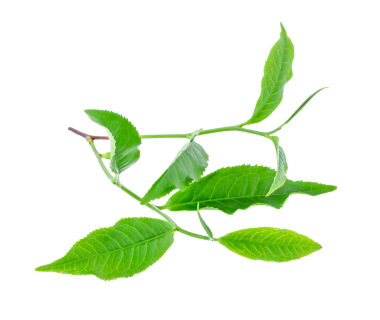 Yeşil çay yaprağı şeffaf png