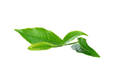 Yeşil çay yaprağı şeffaf png