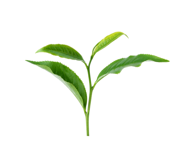 Yeşil çay yaprağı şeffaf png