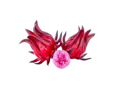 Hibiscus Sabdariffa veya Roselle meyveleri şeffaf png