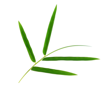 Yeşil bambu yaprakları şeffaf png