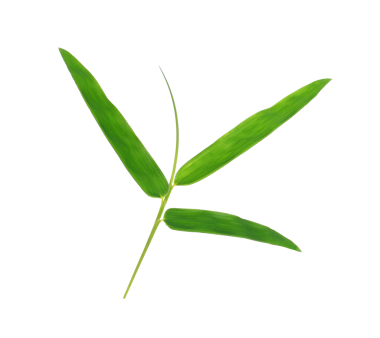 Bambu yaprakları şeffaf png