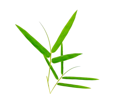 Yeşil bambu yaprakları şeffaf png